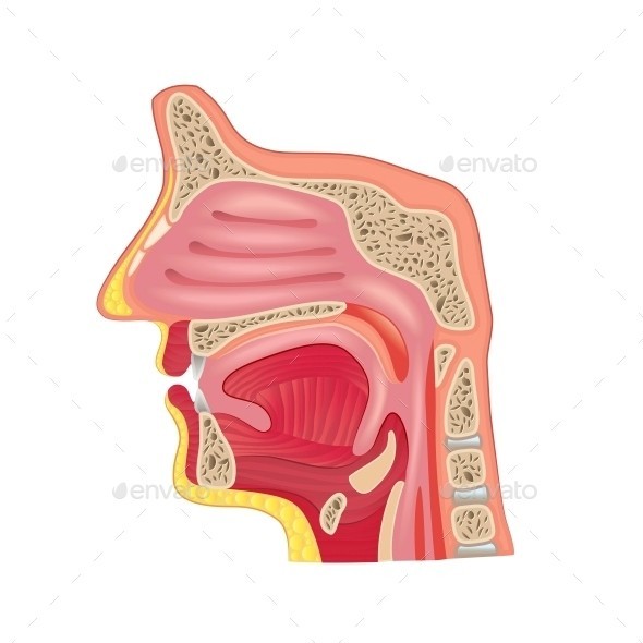 Nose anatomy isolated 01