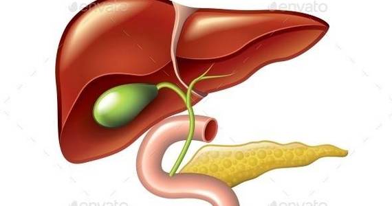 Box human liver isolated 01