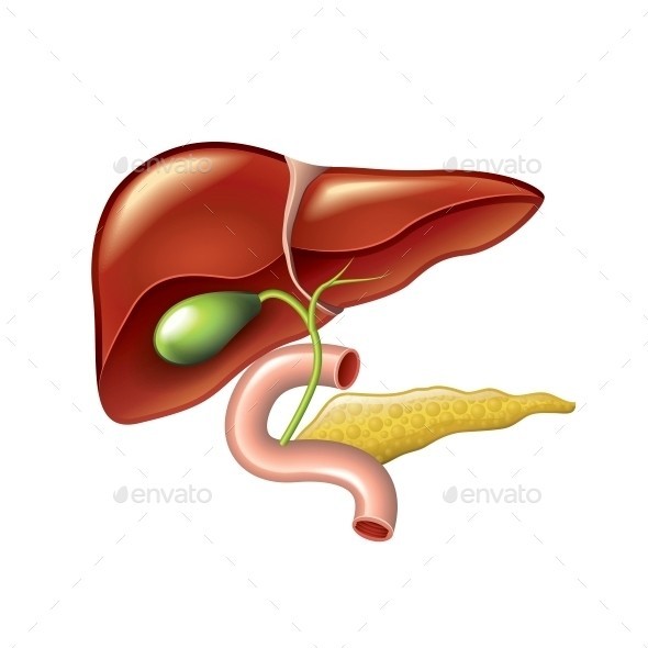 Human liver isolated 01