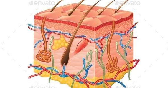 Box human skin anatomy isolated 01