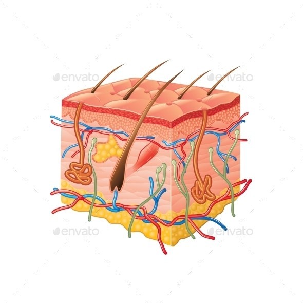 Human skin anatomy isolated 01