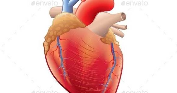 Box human heart isolated 01