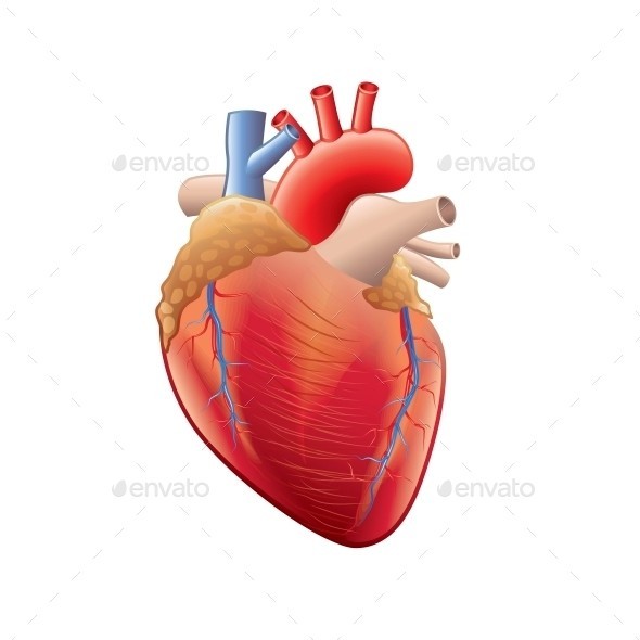 Human heart isolated 01