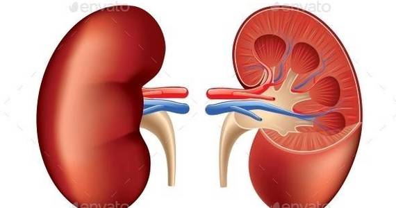 Box human kidney isolated 01