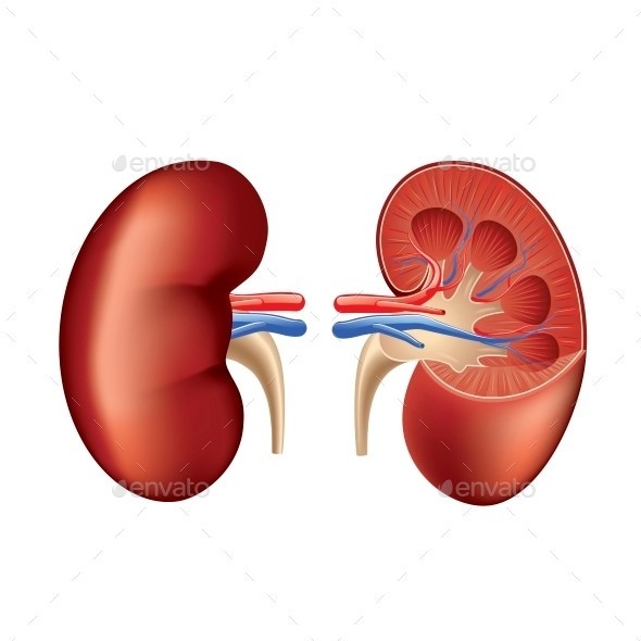 Human kidney isolated 01