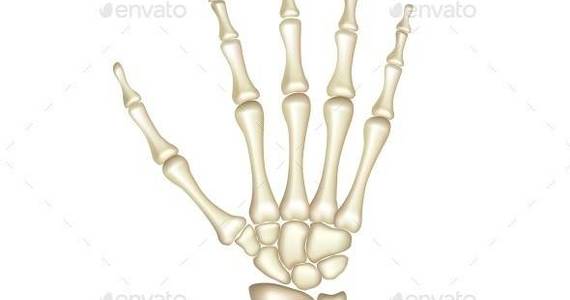 Box human hand bones isolated 01