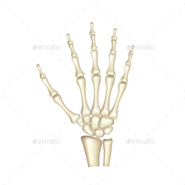 Human hand bones isolated 01