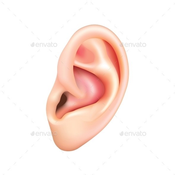 Human ear isolated 01