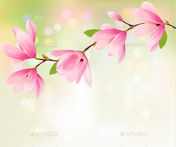 01 spring background with blossom brunch of magnolia t