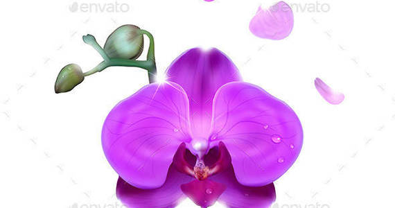 Box purple 20orchid 20with 20water 20drops