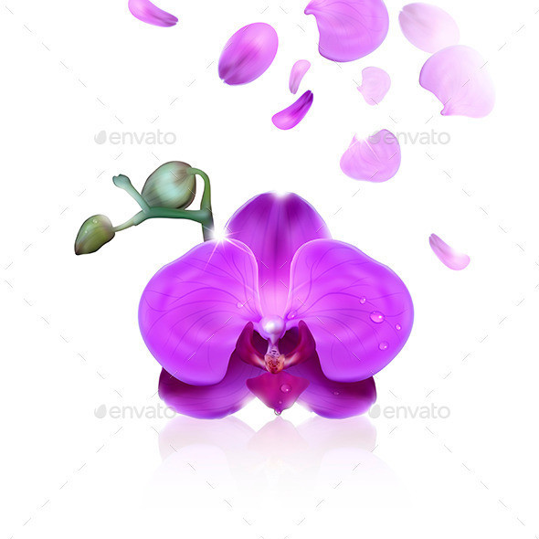 Purple 20orchid 20with 20water 20drops