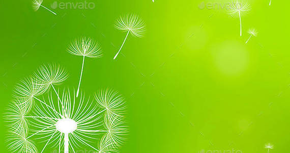 Box dandelions 20on 20a 20green 20background