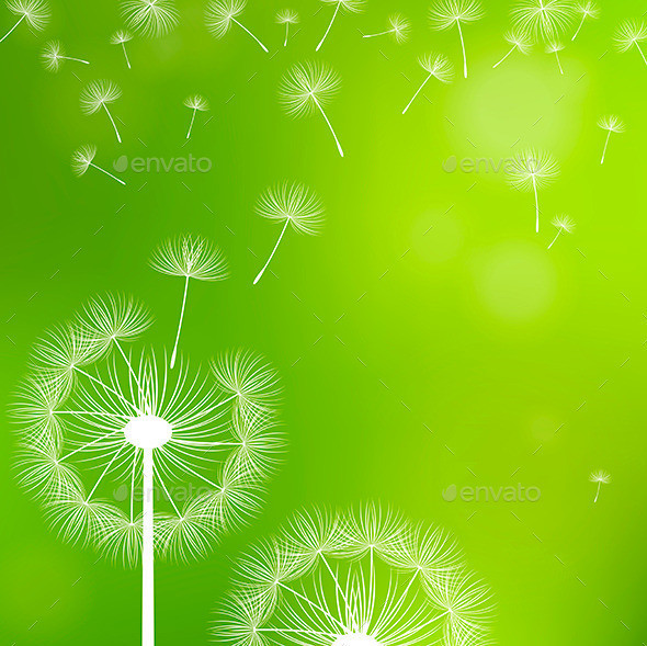 Dandelions 20on 20a 20green 20background