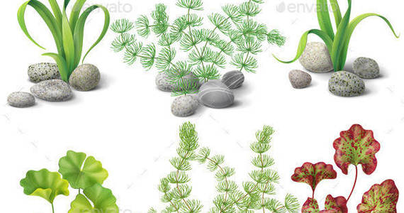 Box algae set2 preview