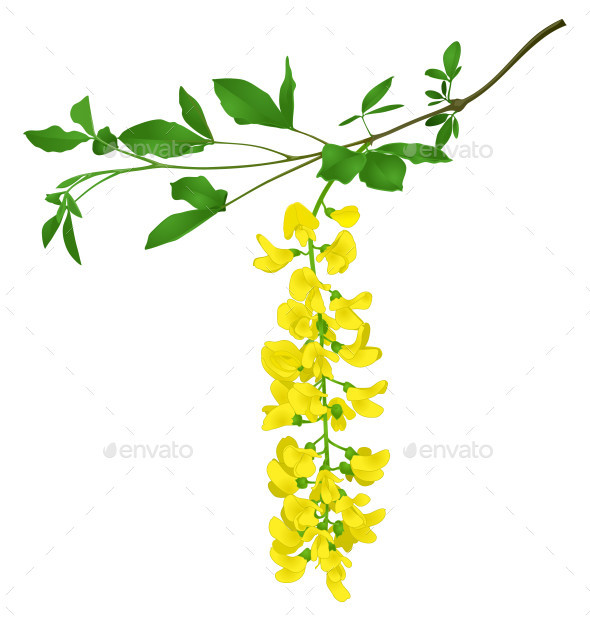 Acacia 0001 yellow on branch isolated gl ipr
