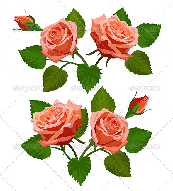 Vector 20roses