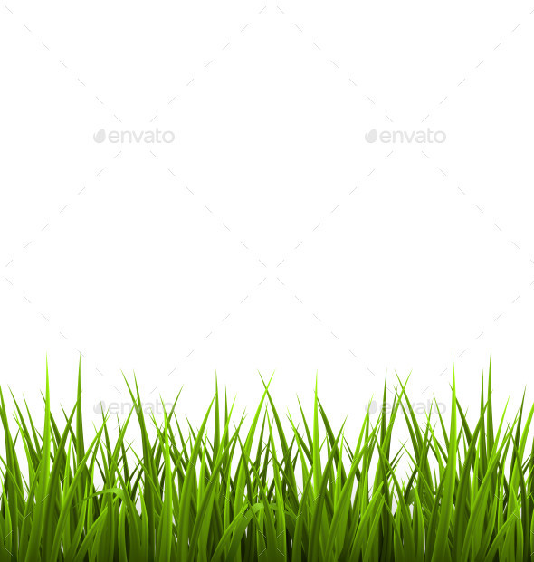 Grass 0027 green on white isolated am ipr