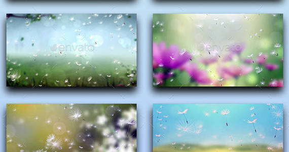 Box dandelion 20backgrounds 20preview