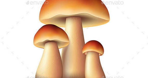 Box forest mushrooms isolated