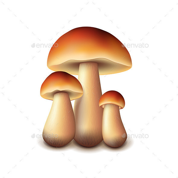 Forest mushrooms isolated