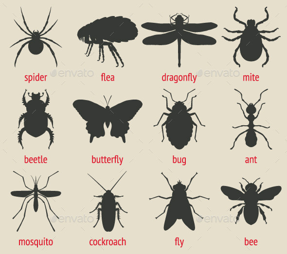 Insects icon 02 pv