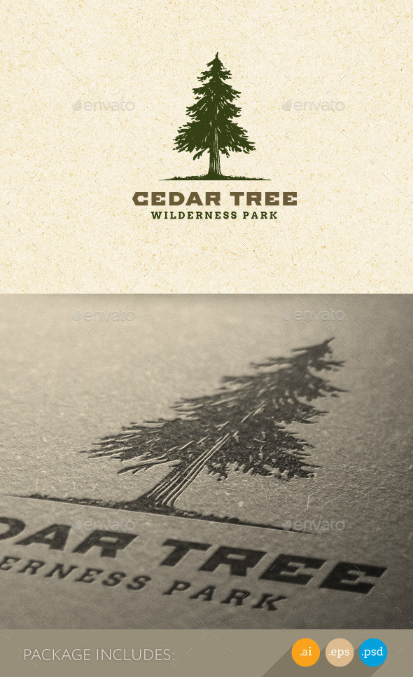 Cedar tree big